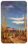 Southwest United States c1950's Saguaro Cactus, Horseback Riders in Desert