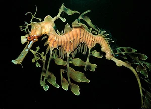 Leafy Seadragon/Sea Dragon marine life postcard - Picture 1 of 1