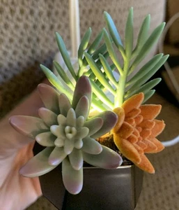 Bath & Body Works Geo Succulent Nightlight Wallflowers Projector Plug I - Picture 1 of 6