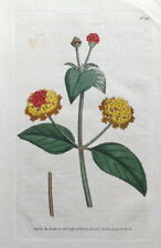PRICKLY LANTANA Wild Sage West Indies Curtis Antique Botanical Vintage Print1789