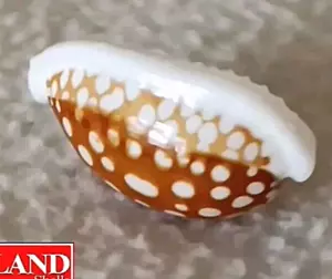 Cypraea cribraria #6 34,4 mm ROSTRADO GRAN BELLEZA EXQUISITA de Filipinas - Imagen 1 de 11