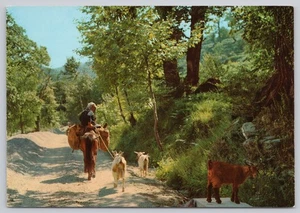 Continental Chrome Postcard Goat Herder on the Road in Greece - Picture 1 of 2