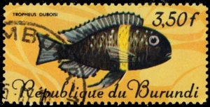 BURUNDI 191 - White-spotted Cichlid "Tropheus duboisi" (pb86461) - Picture 1 of 1