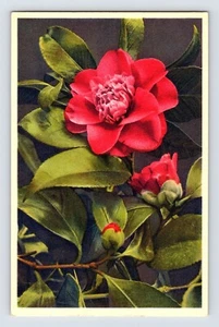 Cartolina Camelia Fiore Rosso Thor Gyger Stehli serie anni 40 non spedita - Foto 1 di 2