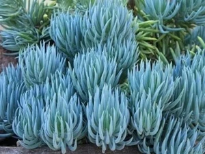 Blue Chalk Sticks Succulent Healthy Rare Easy Care Live Plant Unrooted Cutting - Picture 1 of 3