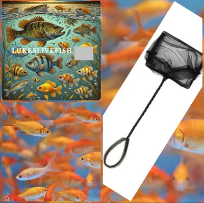 45+ Live Fish Goldfish (SMALL)GUARANTEE ALIVE (FREE UPS Shipping/FREE Fish Net) - Image 1 of 3