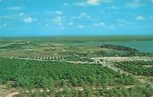 Lake Placid Florida, frutales, vista aérea, postal vintage - Imagen 1 de 2