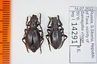Eodorcadion Lutshniki Bicoloratum Russia Cerambycidae Pair A1- 14291