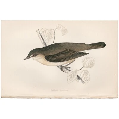 Morris antique bird print 1863 hand-colored engraving Plate 154 Garden Warbler - Image 1 of 3