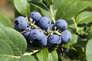 Blueberry Plants In Pots Ready To Plant 'Bluecrop' Mid-Season Variety 3L Pot - Picture 1 of 4