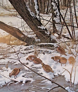 "Early Morning - Bobwhites" by artist David Maass-limited edition sign art print - Picture 1 of 4