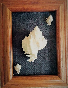 1 juego 2 placas a juego fósil murex conchas marcos de madera con respaldo de arpillera únicos - Imagen 1 de 2