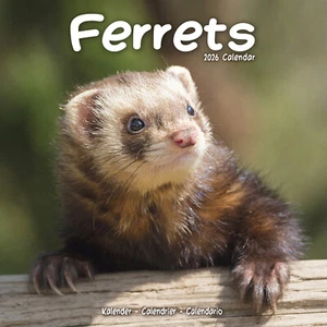 Ferrets 2026 Calendar Gift Wall 15% OFF MULTI ORDERS - Foto 1 di 8