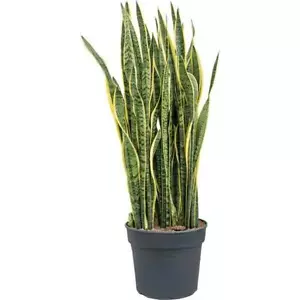 Sansevieria trifasciata Laurentii arched hemp better indoor air houseplant - Picture 1 of 9