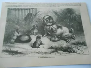 Gravure 1876 - Le chien comestible des Chinois - Bild 1 von 1