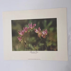 1978 Springtime Wild Flowers by Art Gore Prints Shooting Star Beckett Paper - Picture 1 of 2