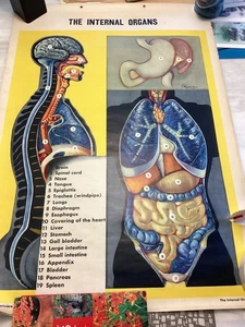 Vintage Anatomie Illustration Schule Poster Wand interne Organe P.M. Lariviere - Bild 1 von 22