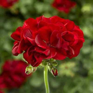 10 SEEDS Geranium RED SCARLET Organic Bio hardy plant Beautiful Blooms Perennial - Picture 1 of 1