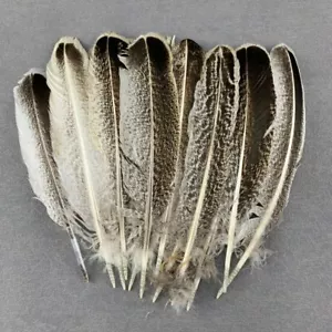 10/50 Stck. Truthahnfeder Fasanfedern für Dekoration Handwerk Karneval Schmuck - Bild 1 von 15