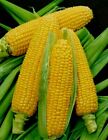 Golden Bantam Sweet Corn Seeds, NON-GMO, ORGANIC, HEIRLOOM -  Free Shipping!