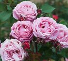 🌸Rare Roses “Cathedral Bells” Bare Root Live Plant Garden Rose Wonderful Adult