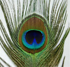 Peacock Eye Feather Stems - Natural - 14-15" - 10 Pcs. Excellent Quality