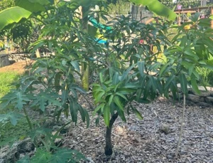 3 Mango Scion Grafting Cuttings Bud Wood For Grafting--Pineapple Pleasure - Picture 1 of 2