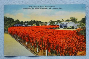 Hedge of Flame Vine - Orlando Lawn Bowling Club - Florida - Picture 1 of 2
