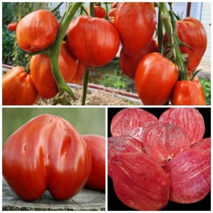 Томат семена Гигантский Меч Spadone Gigante Seeds Samen - Picture 1 of 1