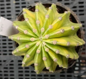 Echinopsis Eyriesii Variegated Large 10cm diameter - Picture 1 of 6