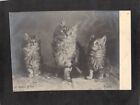 B6426 Animals Cats A Mother Of Two Lander Tucks Vintage Postcard