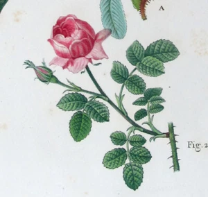 1799,TOP REDOUTE' AND BESSA HANDPAINTED ENG FOLIO ROSE ROSA VILLOSA POMPONIA UA8 - Picture 1 of 4