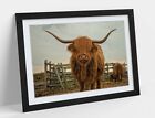 HIGHLAND COW RUSTIC FARM -WALL ART FRAMED POSTER PICTURE PRINT- ANIMAL PHOTO