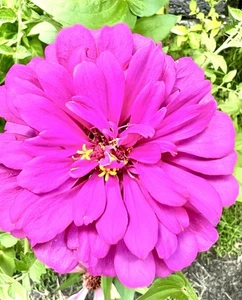 Zinnia SEEDS CALIFORNIA GIANTS ANNUAL 450 mg. 💯 NON- GMO HEIRLOOM - Picture 1 of 4