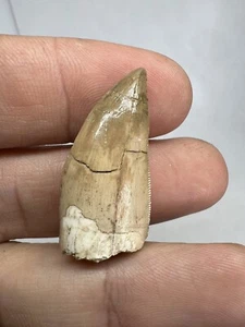 ULTRA RARE CHENANISAURUS Tooth Morocco Dinosaur Dinosaure Fossile Fossili - Picture 1 of 13