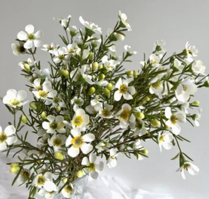 Australian Native Flowers Wax Flower Geraldton Wax Spray White Faux Silk Stem - Picture 1 of 8