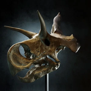 3D Druck Lokiceratops rangiformis Schädel Rekonstruktion Kopf Schädel Modell 1:4 - Bild 1 von 6