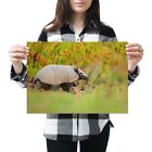A3 - Six Banded Armadillo Brazil Animal Nature Poster 42X29.7Cm280gsm #24195