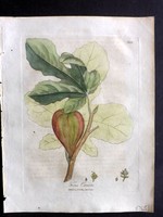 Woodville 1810 Hand Col Botanical Print. Ficus Carica. Common Fig 244