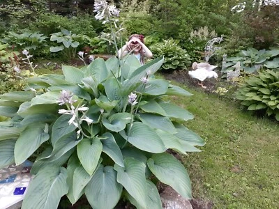 Hosta Empress Wu, semillas perennes Foto 1 de 3