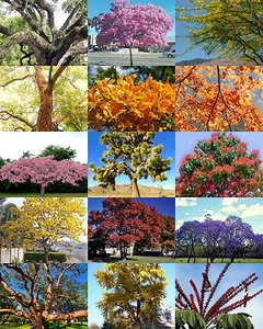 MEZCLA DE ÁRBOLES EXÓTICOS, planta de flores raras desierto fragante semilla de árbol bonsái - 30 semillas - Imagen 1 de 1