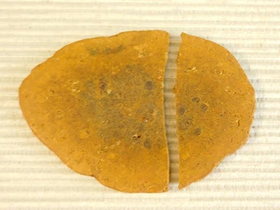 Losa fósil de helecho árbol Tempskya para hacer cabujones Foto 1 de 4