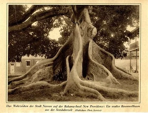 Wahrzeichen der Stadt Nassau Bahamas New Providence: Uralter Baumwollbaum 1928 - Bild 1 von 1