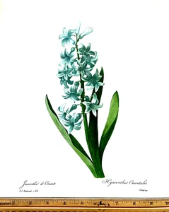 Redoute Flowers #65 BLUE ORIENTAL HYACINTH BOTANICAL ART BK Plate SUPERB PRINT - Picture 1 of 1