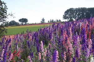 Larkspur Seeds Rocket Mix Delphinium Seeds 500 Larkspur Seeds - Picture 1 of 3