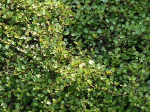 🌿SONDERPREIS !!! 10 Stück Mühlenbeckia ,, Axillaris " Teppich - Drahtstrauch🌿 - Bild 1 von 2