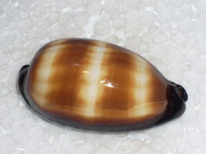 CYPRAEA TALPA WOOOOOOW - Imagen 1 de 2
