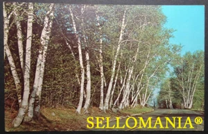 POSTCARD BEAUTIFUL WHITE BIRCHES TREES ROADS CC05080 USA - Picture 1 of 1