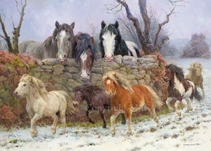 Horse Christmas cards pack of 10 'Coats of Many Colours' by Rosemary Sarah Welch - Picture 1 of 2