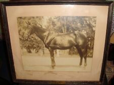 Caracalla Undefeated French Race Horse Vintage Framed Photo 1945 - 46 